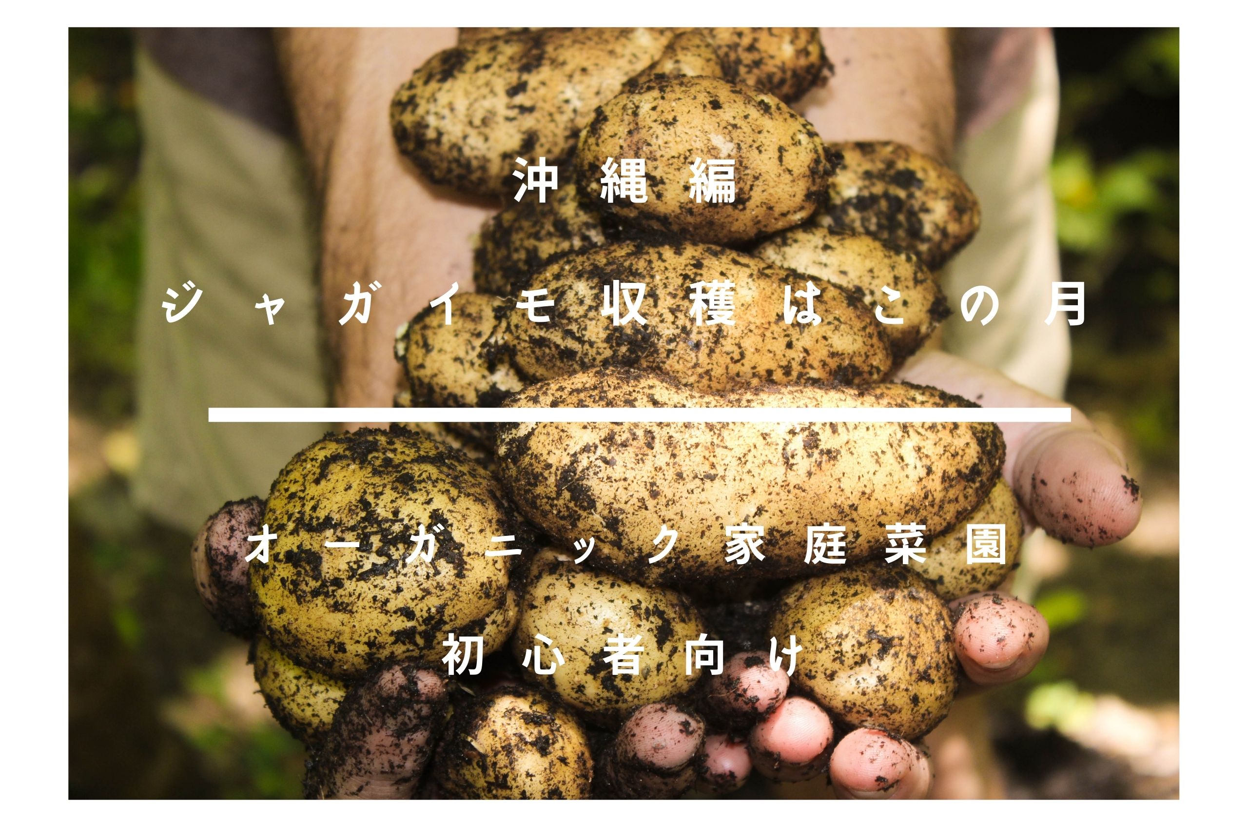 家庭菜園初心者向け 沖縄でのジャガイモ収穫時期はいつ 見分け方から収穫方法紹介 Coscosmo
