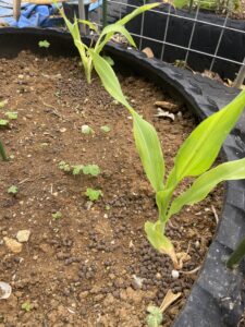 家庭菜園初心者 トウモロコシの栽培時期はいつ 沖縄で簡単に作れる方法を紹介 Coscosmo